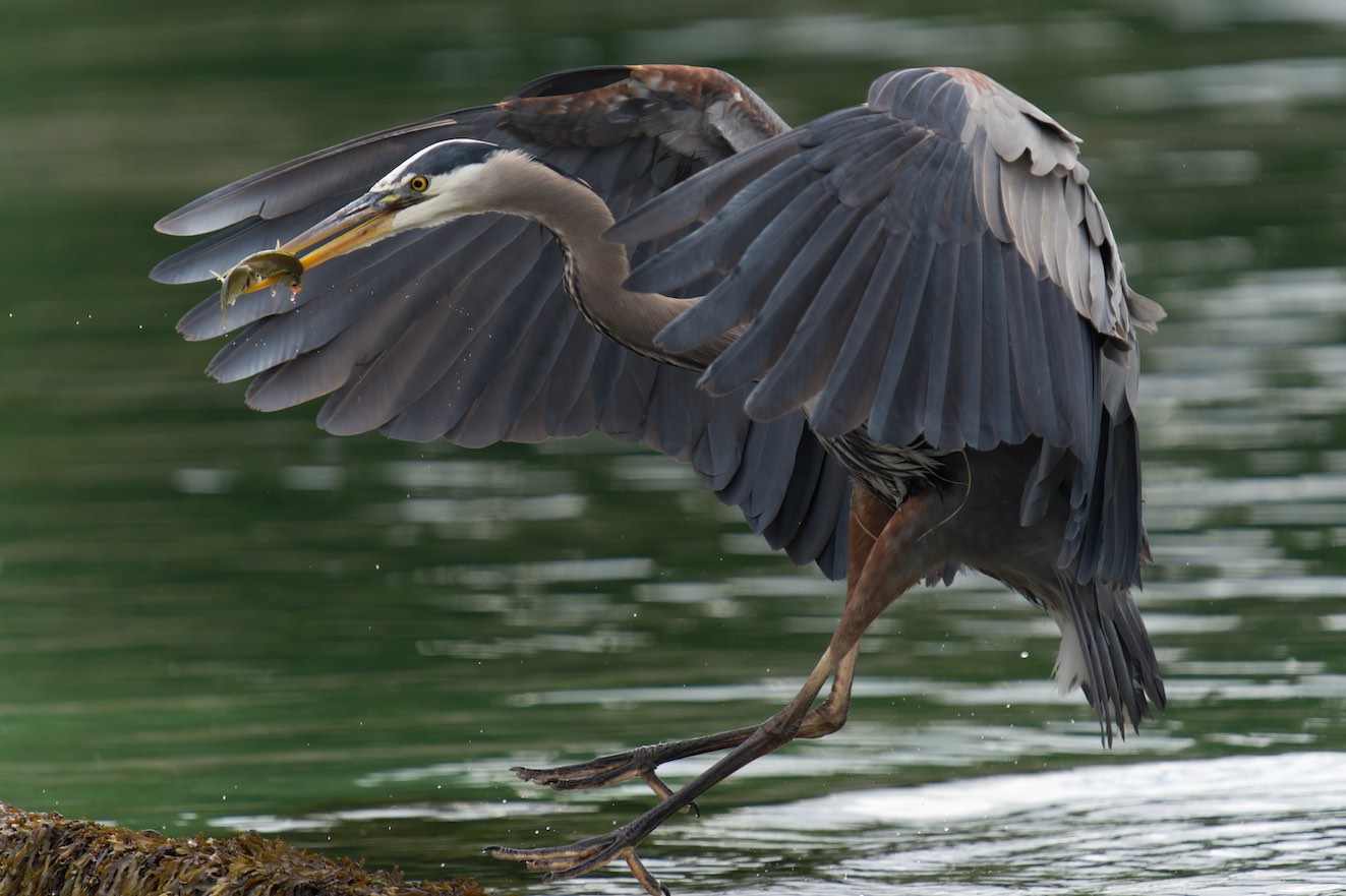 Heron 9 0518